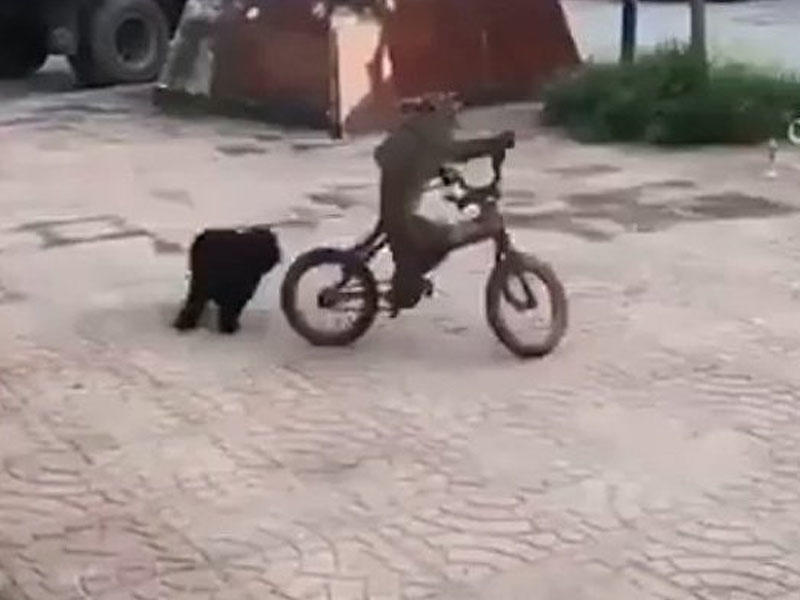 Bəzilərindən daha yaxşı velosiped sürə bilən meymun - VİDEO