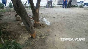 Bakıda “kislota” ilə ağac qətliamı davam edir - BU DƏFƏ NƏRİMANOV RAYONUNDA