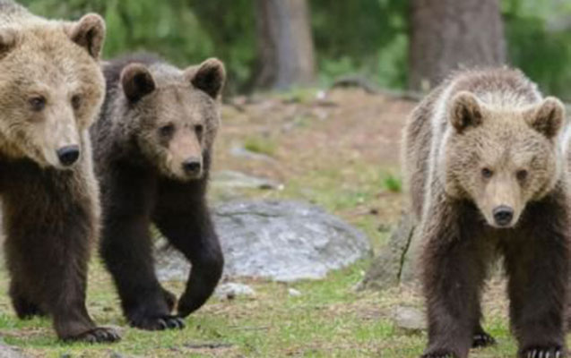Ayılara yem verdiyinə görə min dollar cərimələndi