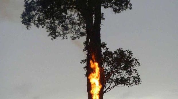Bakıda ağacları yandırıblar