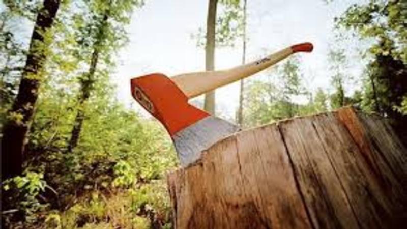 Xətaidə təbiətə 1500 manat məbləğində ziyan vuruldu