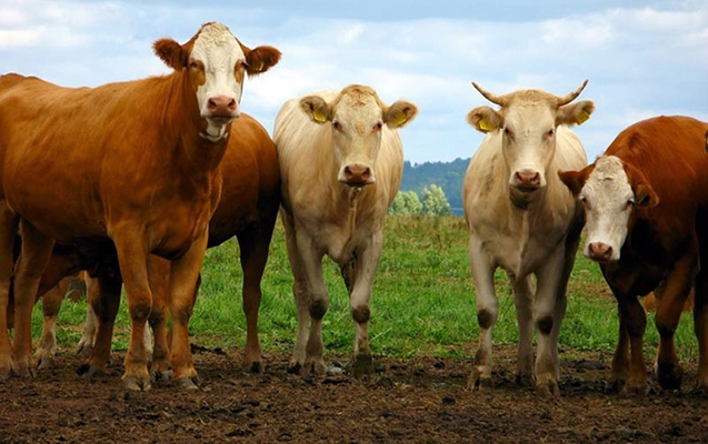 Qida Təhlükəsizliyi Agentliyindən xəbərdarlıq - Yoluxucu xəstəlik yayılıb