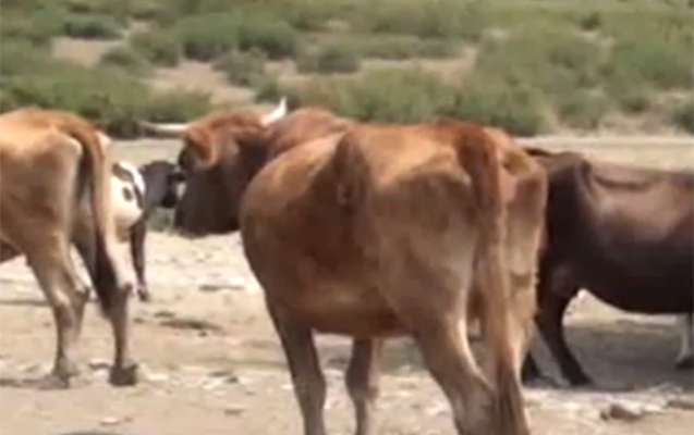 İsmayıllıda müəmma - 20-ə yaxın inəyin süd vəzi kəsilib, yoxsa?..+ Video