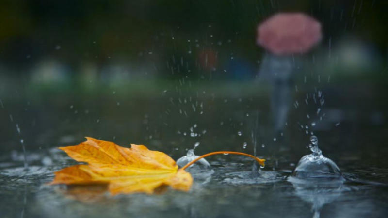 Güclü yağış Zaqatalada fəsadlar törətdi - VİDEO