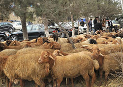 Agentlik Qurban bayramı ilə bağlı əhaliyə müraciət etdi