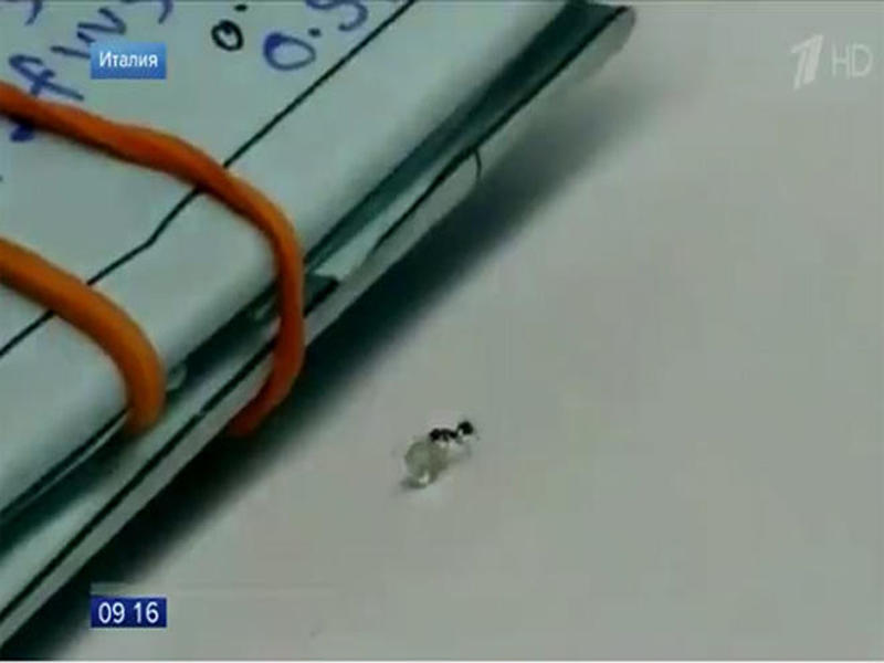 Qarışqa brilyant oğurlamağa çalışdı - VİDEO