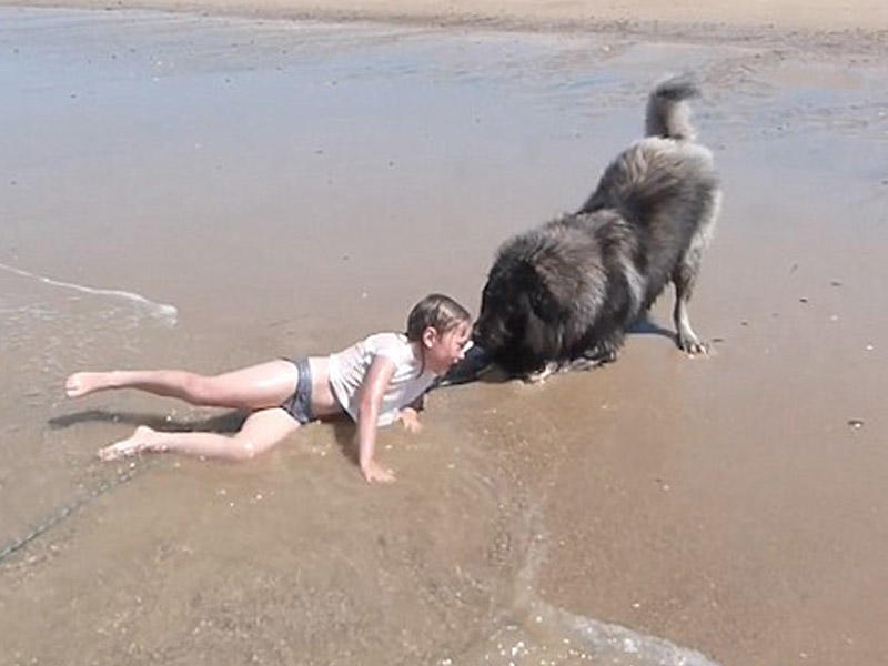 İt sahibinin nəvəsini xilas etdi - VİDEO - FOTO