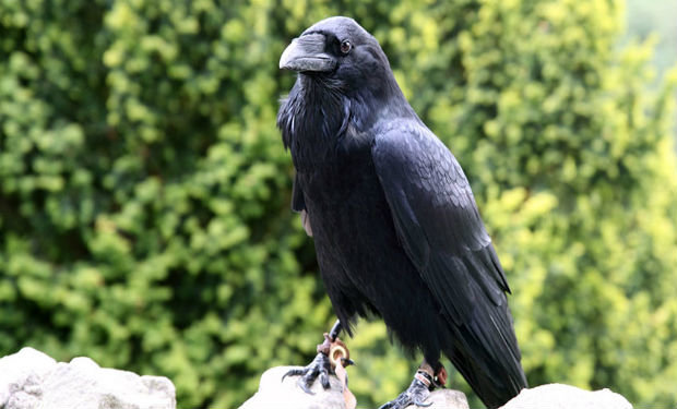 Fransada zibil toplamaq üçün qarğaları işə götürdülər — VİDEO