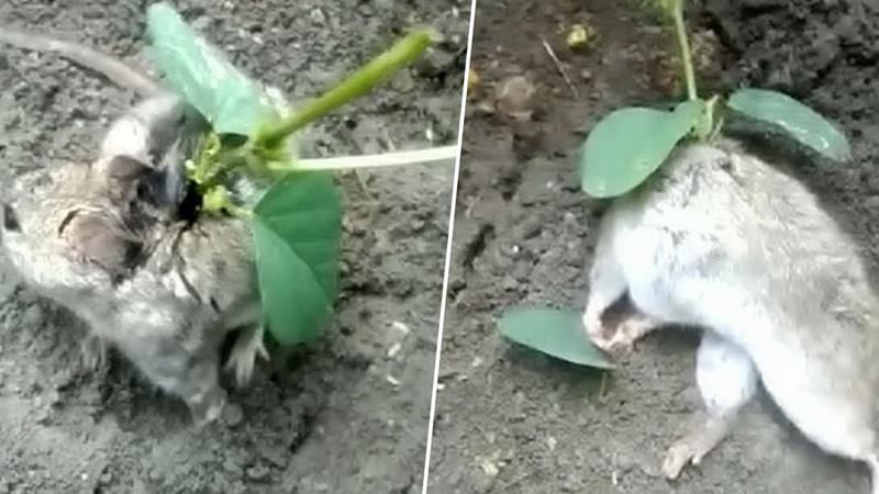 Heyvanın belində soya bitdi: Hindistanda şok olay - VİDEO