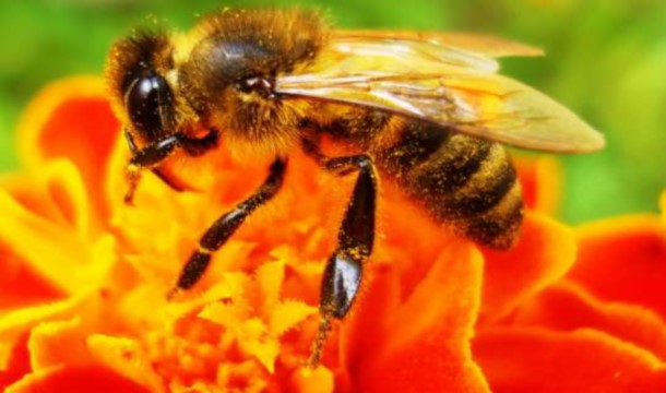 Arıların daha bir qeyri-adi bacarığı aşkar edildi…