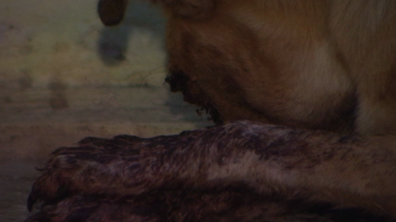 Sumqayıtda insanlığa yaraşmayan hərəkət - Kimliyi bilinməyən bir nəfər itin gözlərini oyub - VİDEO