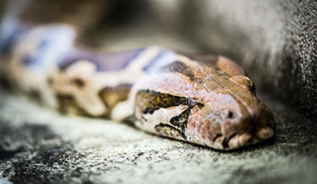 Mingəçevirdə ilanlar evlərə soxulur – Video