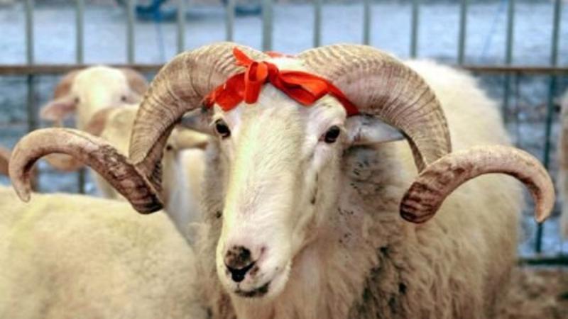 Bakıda Qurban bayramında heyvan kəsimi və satışı üçün ayrılmış yerlər - SİYAHI