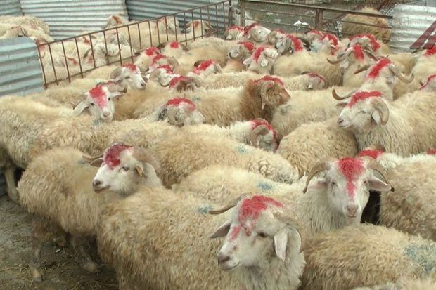 Bu gündən heyvan satışı yarmarkaları işə başlayır - VİDEO