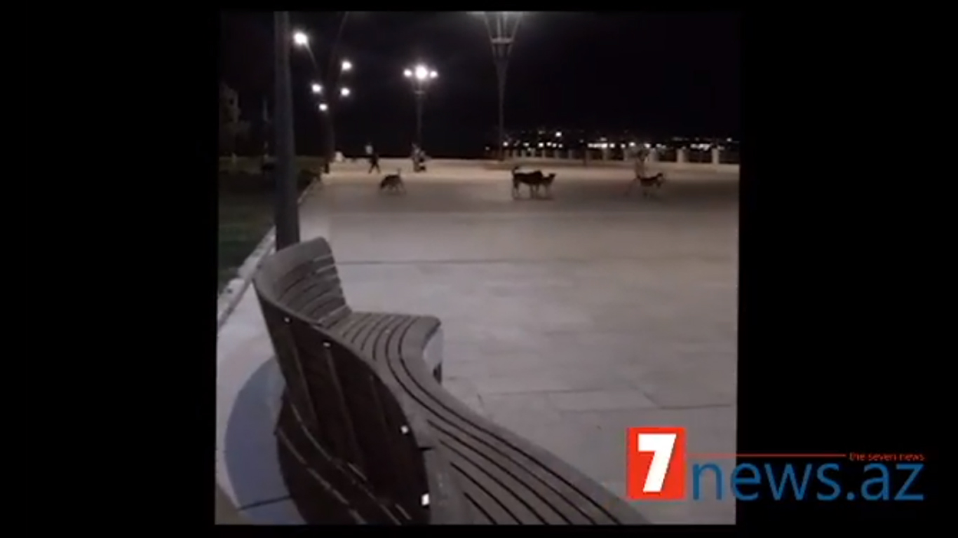 Bakı Bulvarında biabırçılıq: VƏHŞİ İTLƏR İNSANLARA BELƏ HÜCUM ETDI – VİDEO