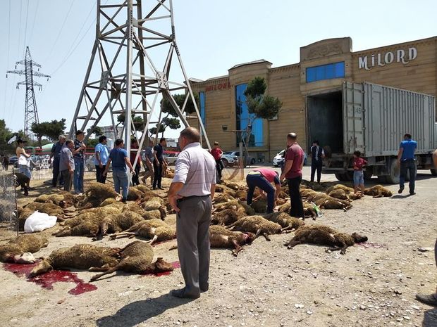 Bakıda dəhşət: Qurbanlıq qoyunlar boğulub öldülər - VİDEO