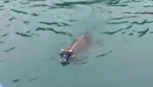 Məşhur müğənni ölkədə gündəm olan həmin inəyi aldı - 3 gün dənizdə üzmüşdü - VİDEO - FOTO