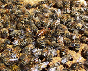 69 yaşlı qadın evinin qarşısında arıların hücumuna məruz qaldı - FOTO