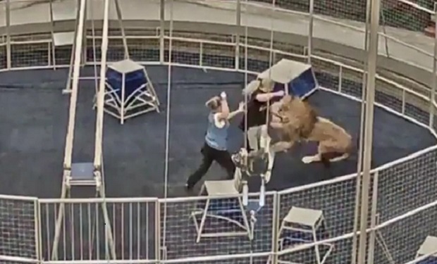 Sirkdə qorxulu anlar: Şir təlimçiyə hücum etdi – Video