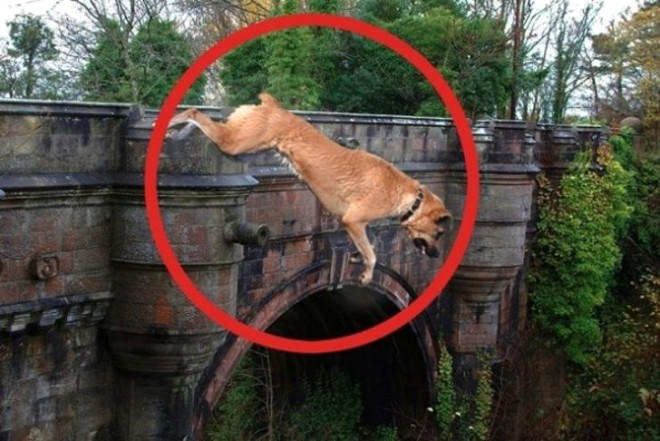 Bu körpüyə çıxan itlər İNTİHAR EDİRLƏR - Özü də eyni yerdən - FOTO