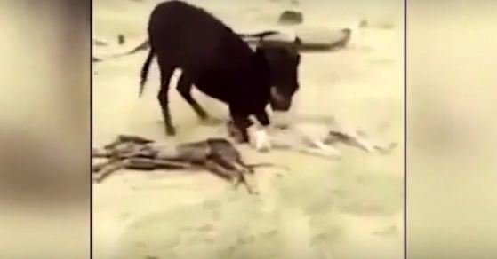 Ana uzunqulaq körpəsini öldürən canavardan qisasını belə aldı — VİDEO