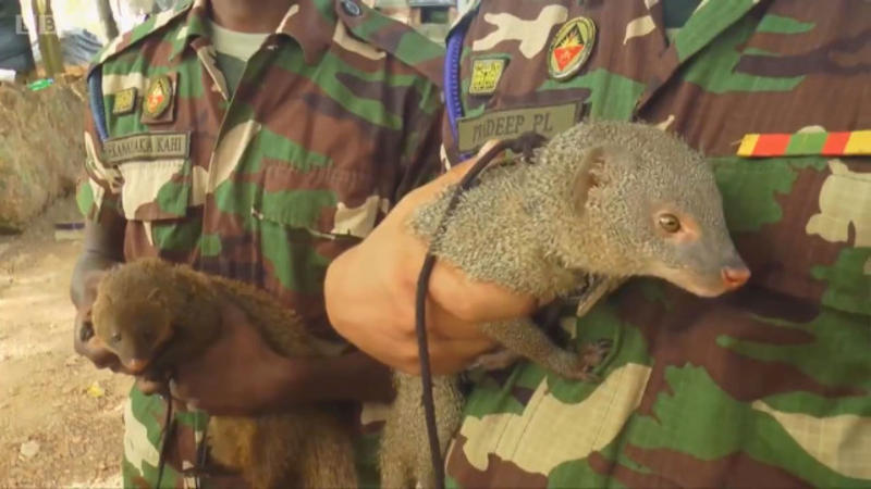 Siçovullar orduda qulluq edəcək - FOTO/VİDEO