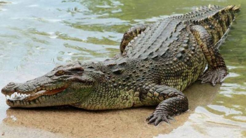 Timsah ana və 5 aylıq körpəsini parçaladı