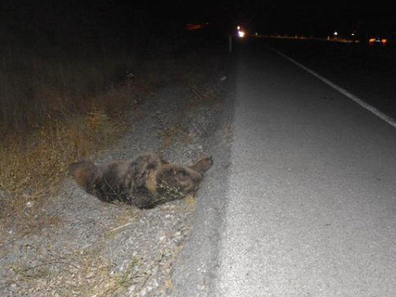 Vurduğu heyvanın nə olduğunu görüncə, qorxusundan qaçdı - Polis çağırdı - VİDEO - FOTO