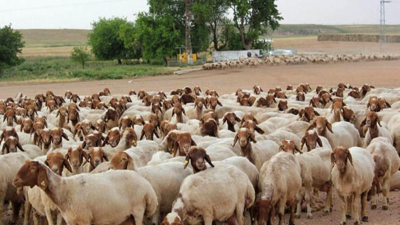 Rusiyada çiçək xəstəliyi yayıldı - Azərbaycan hərəkətə keçdi