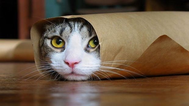 Amerikalılara it və pişikləri yemək qadağan edildi