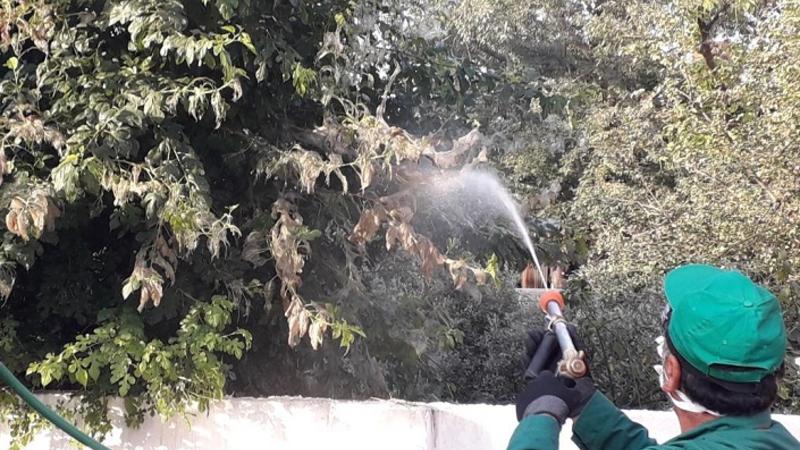 Lənkəranda Amerika ağ kəpənəyinə qarşı mübarizə tədbirləri aparılır