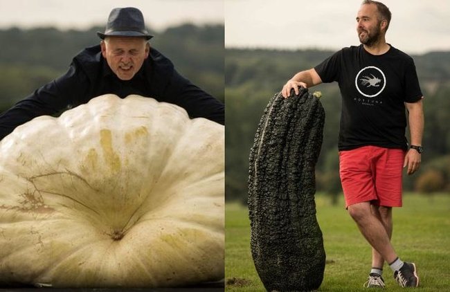 320 kiloqramlıq balqabaq və 72 kiloqramlıq xiyar