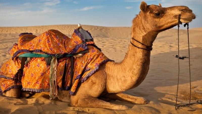 Sirkdən qaçdı, insanlara hücum etdi: 7 yaralı