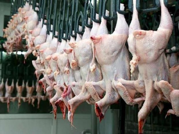 Abşeronda toyuq sexlərində iyrənc mənzərə - VİDEO