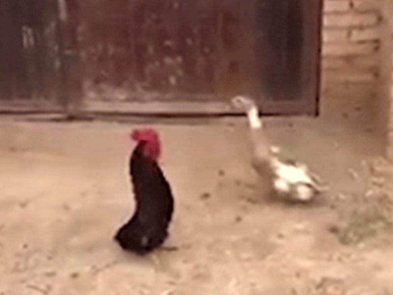 Xoruz eyni hində qaldığı ördəyin yerişini təqlid etdi - VİDEO