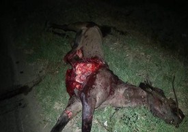 Goranboyda maşın atı vuraraq aşıb, 3 nəfərə xəsarət alıb - FOTO