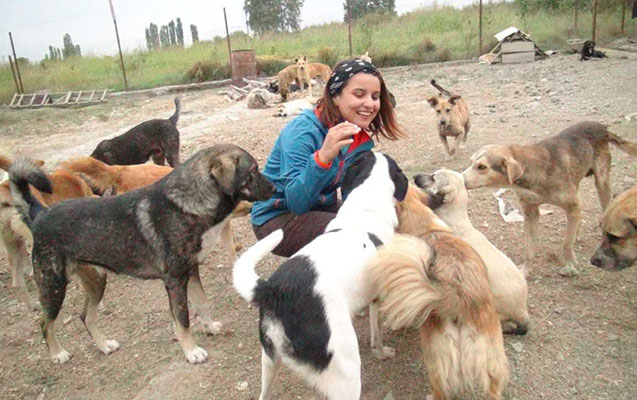 Xaçmazda 2 bacı 100-dək küçə itini bir araya yığdı - Video