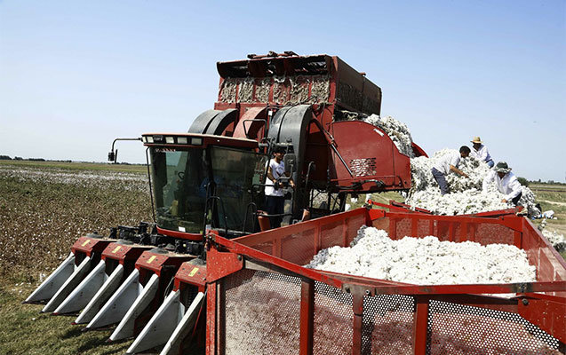 Azərbaycanda pambığın qiyməti 50 manat qalxdı