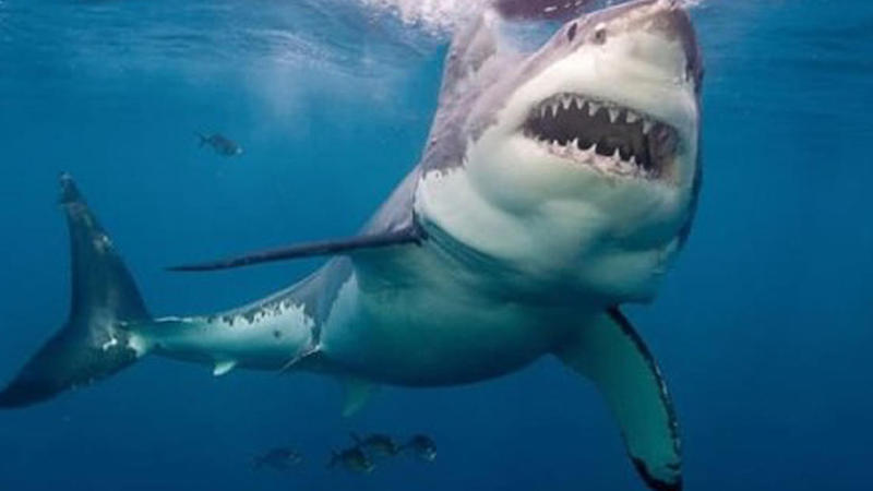 Köpək balığı turistə hücum etdi