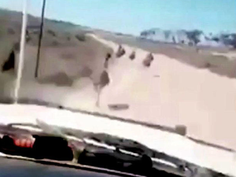 75 km saat sürətlə qəsdən gülə-gülə heyvanların üstündən keçdi - VİDEO - FOTO