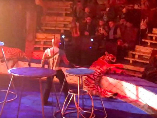 Alovların arasından keçən şir sirkdə can verdi - VİDEO - FOTO