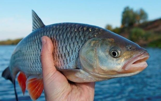 Ovu qadağan edilən balıq növləri açıqlandı