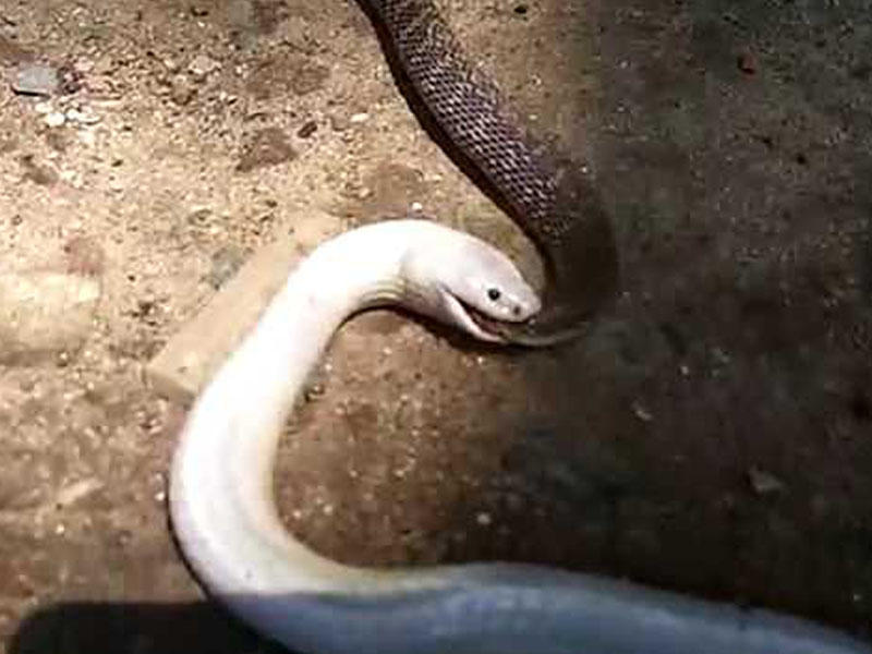 Unikal kadrlar: məbəddə ilan savaşı - VİDEO - FOTO