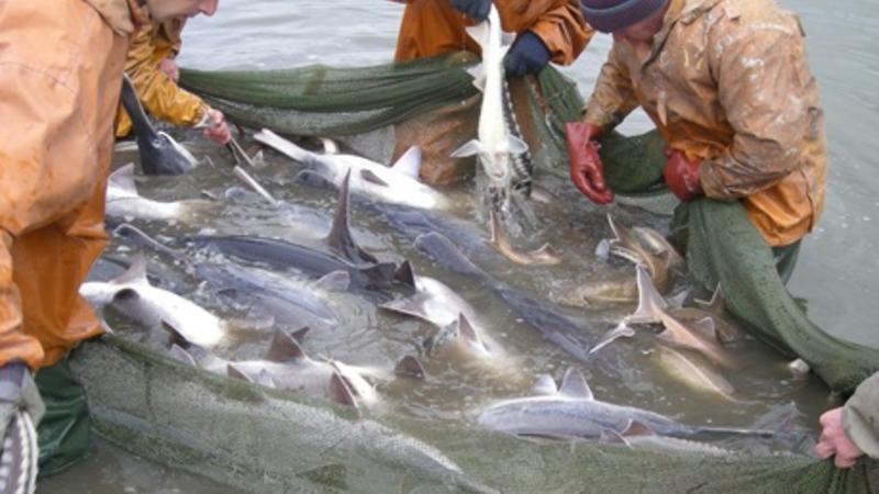Nazirlik balıq ovuna görə dövlət rüsumlarının məbləğini açıqladı
