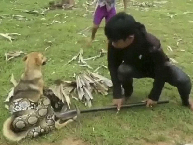 Üç uşaq nəhəng pitondan qorxmadılar, irəli atıldılar - VİDEO - FOTO