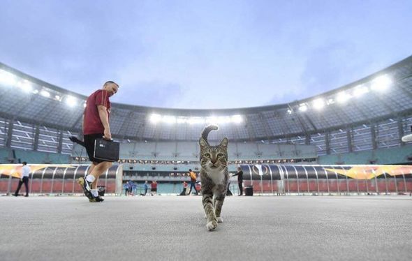 “Arsenal” futbolçularının yemək verdiyi pişik satılır - FOTO