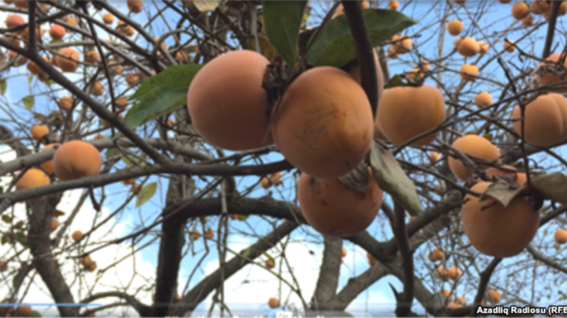 Tovuzda BƏDBƏXT HADİSƏ: 60 yaşlı qadın ağacdan yıxıldı