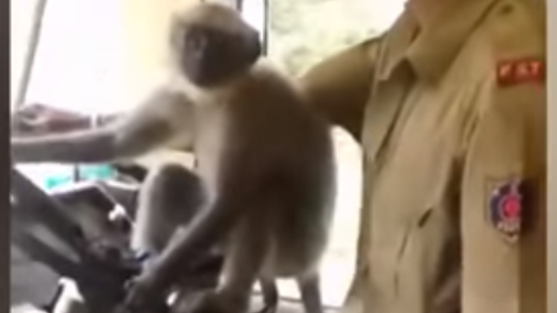 Meymun avtobus sürdü - Sürücü sərt cəzalandı