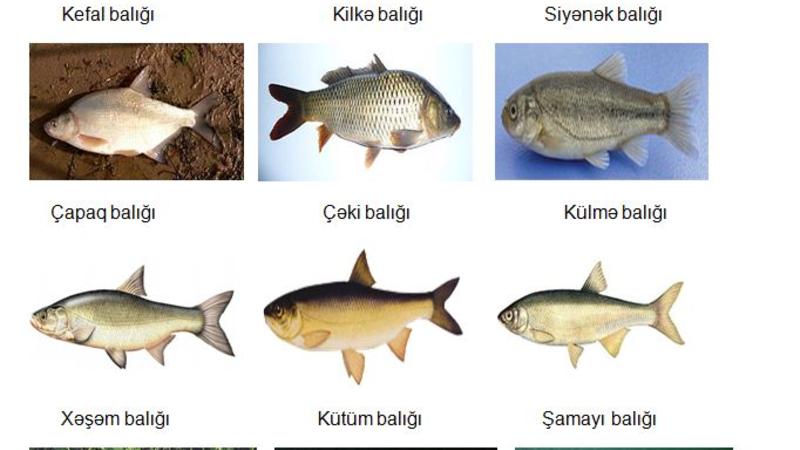 Azərbaycanda bu balıqların ovlanmasına icazə verilir