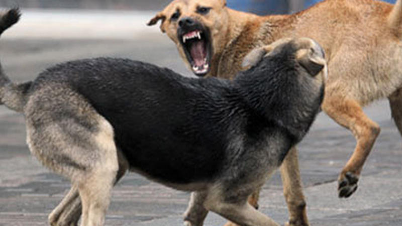 Bakıda sahibsiz itlər azyaşlılara hücum etdi - VİDEO